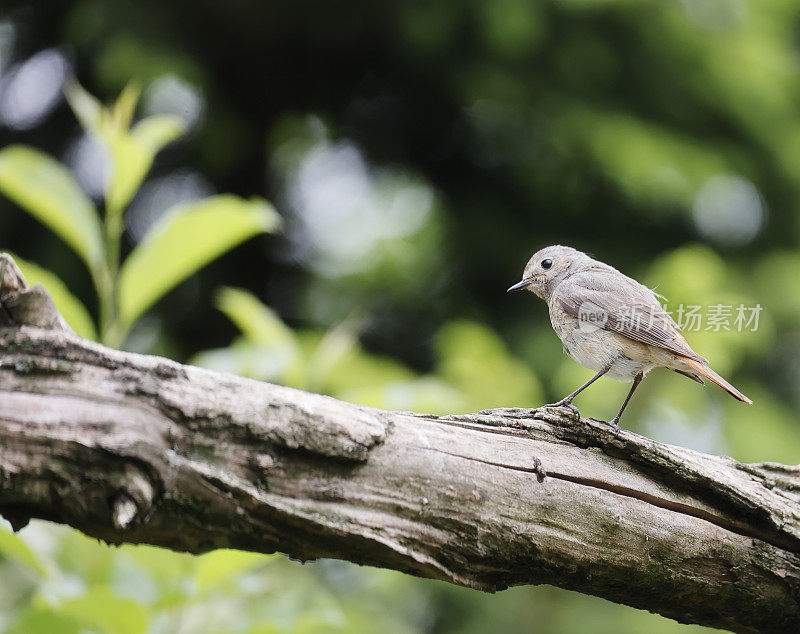 红唇鸲(Phoenicurus Phoenicurus)雌性